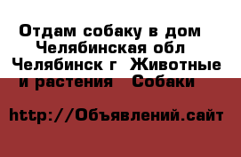 Отдам собаку в дом - Челябинская обл., Челябинск г. Животные и растения » Собаки   